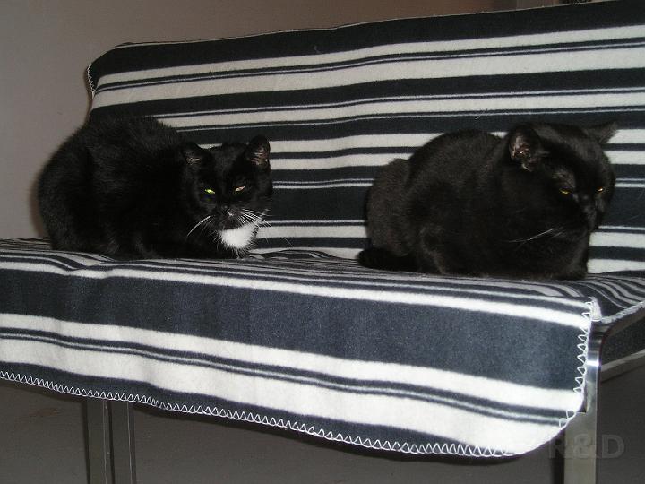 Katten (6).JPG